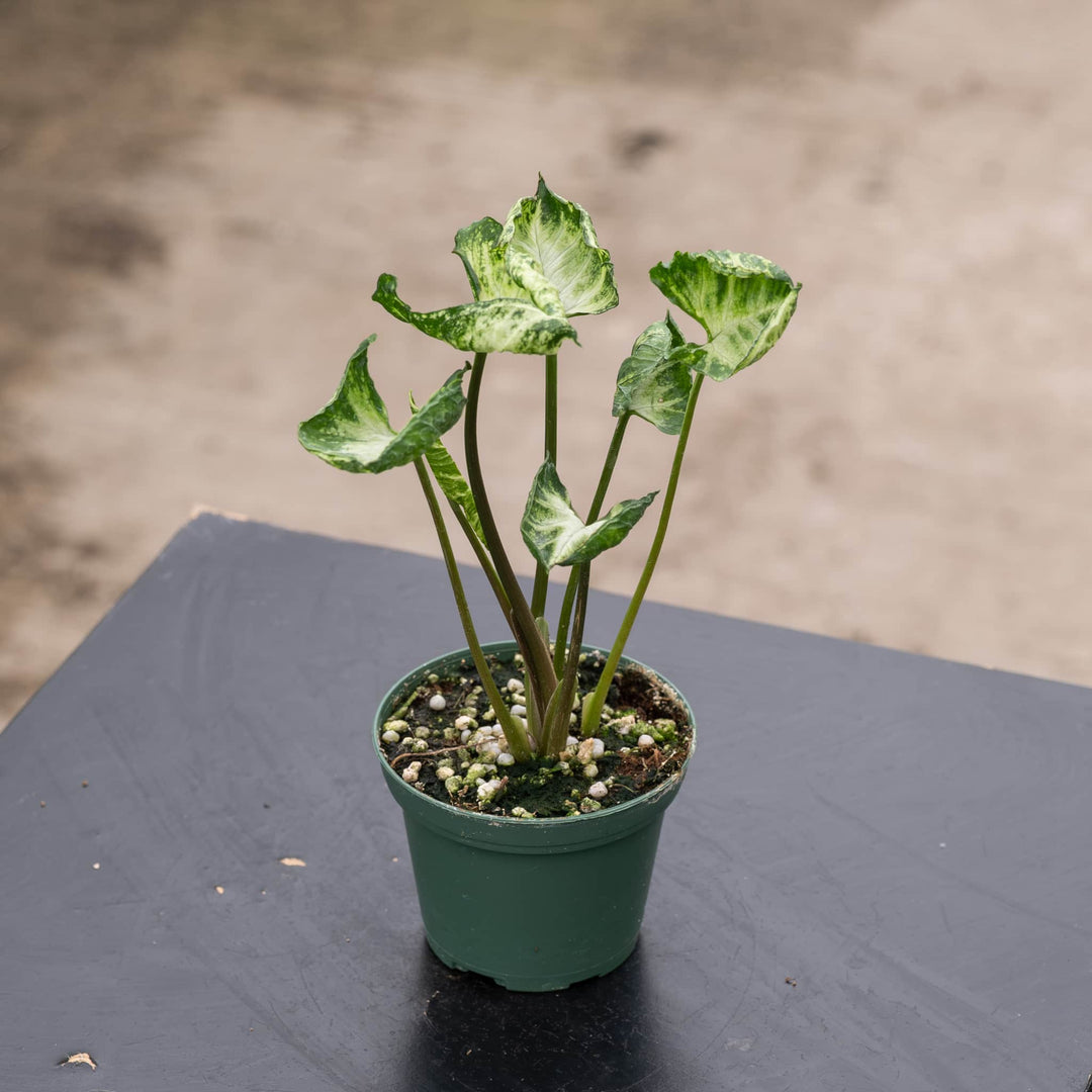 philodendron godzilla Syngonium 'Godzilla'