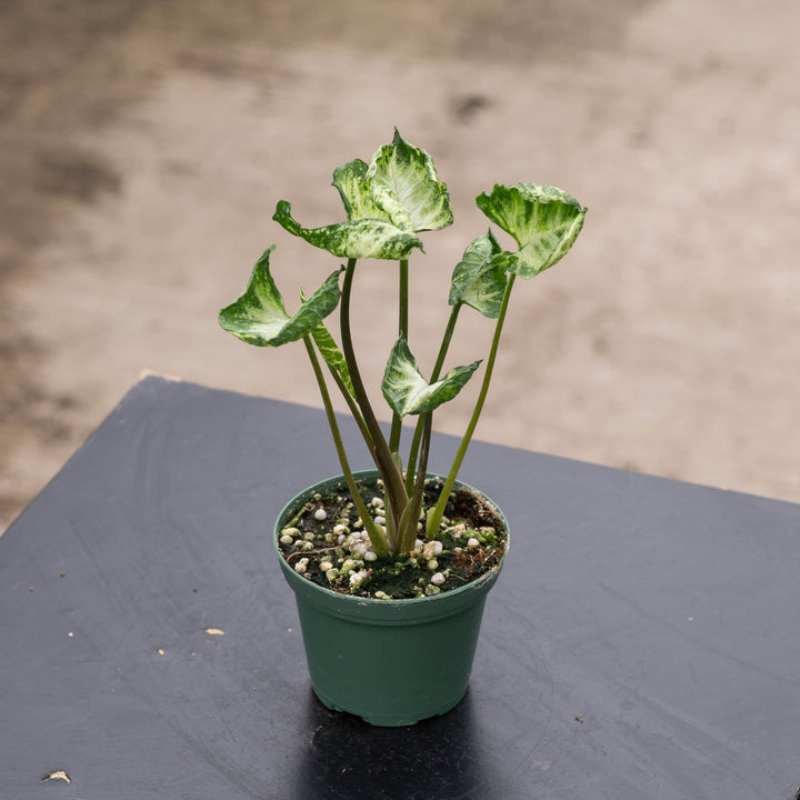 Gabriella Plants Syngonium 3" Syngonium 'Godzilla'