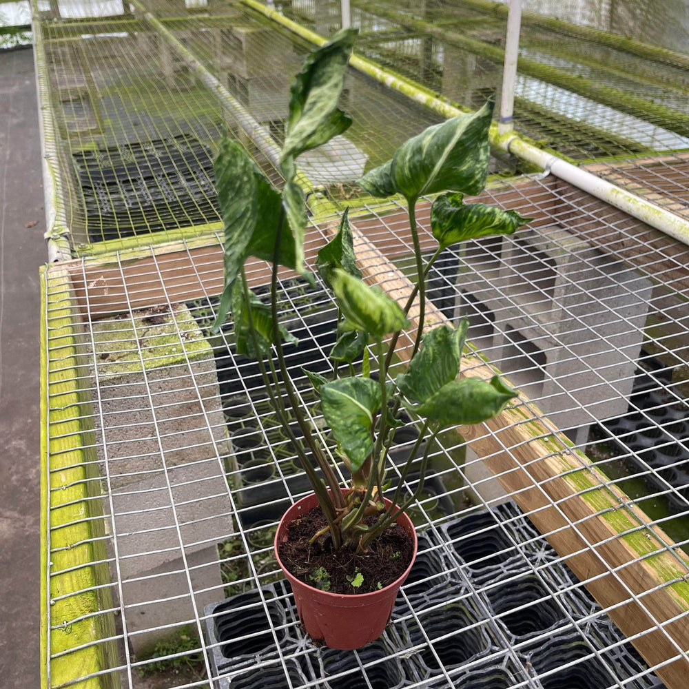 Gabriella Plants 4" Syngonium 'Godzilla'