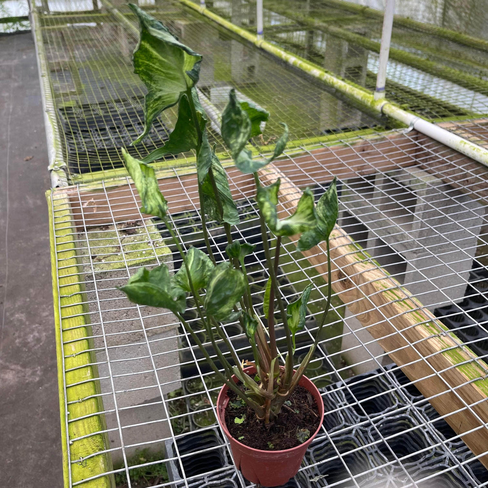 Gabriella Plants 4" Syngonium 'Godzilla'