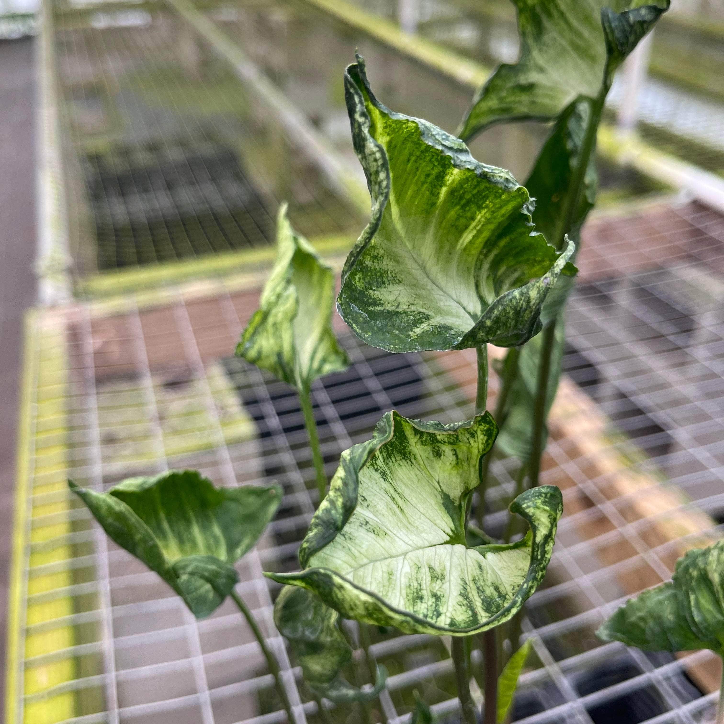 Syngonium 'Godzilla'