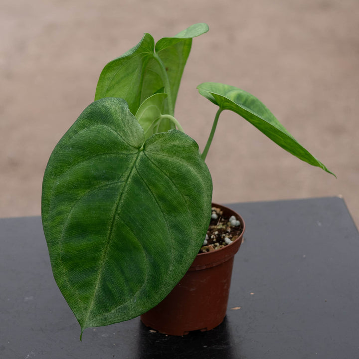 Gabriella Plants Syngonium Syngonium macrophyllum 'Ice Frost'