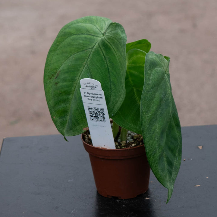 Gabriella Plants Syngonium Syngonium macrophyllum 'Ice Frost'