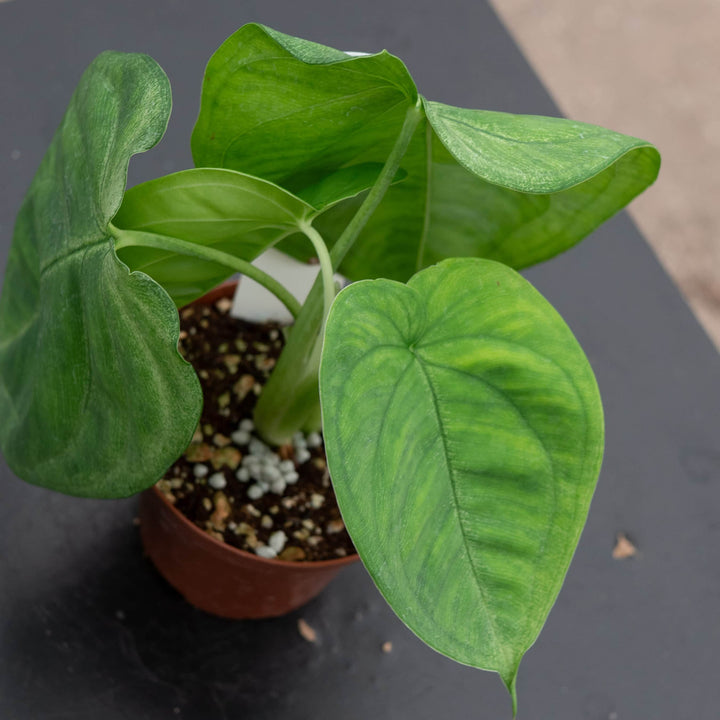 Gabriella Plants Syngonium Syngonium macrophyllum 'Ice Frost'