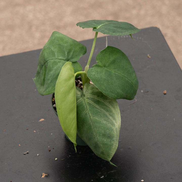 Gabriella Plants Syngonium Syngonium macrophyllum &