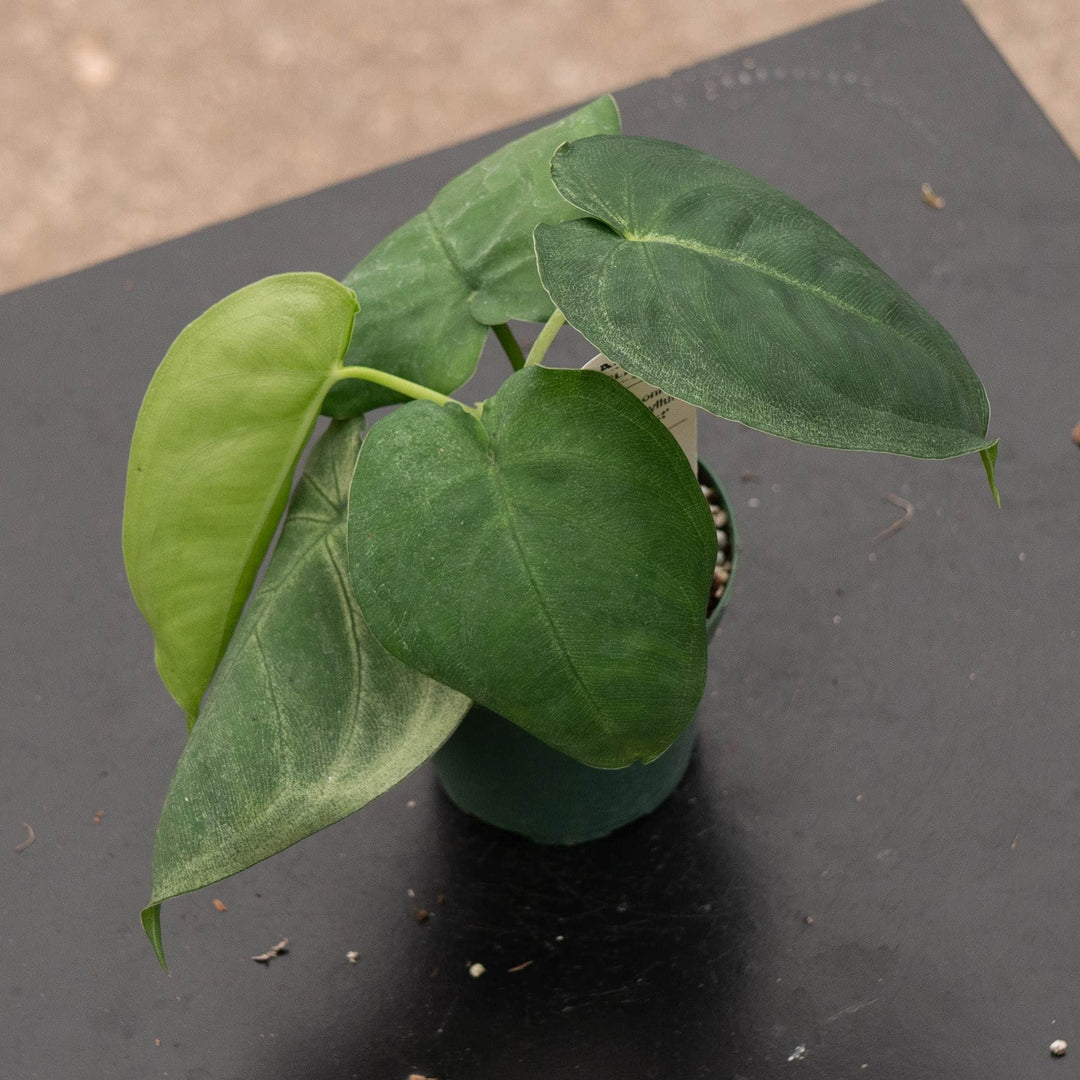 Gabriella Plants Syngonium Syngonium macrophyllum &