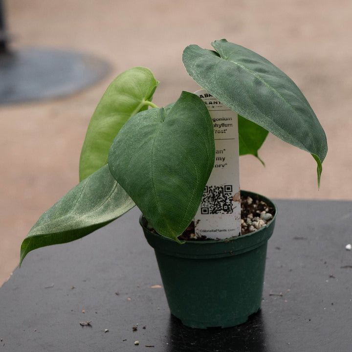 Gabriella Plants Syngonium Syngonium macrophyllum &