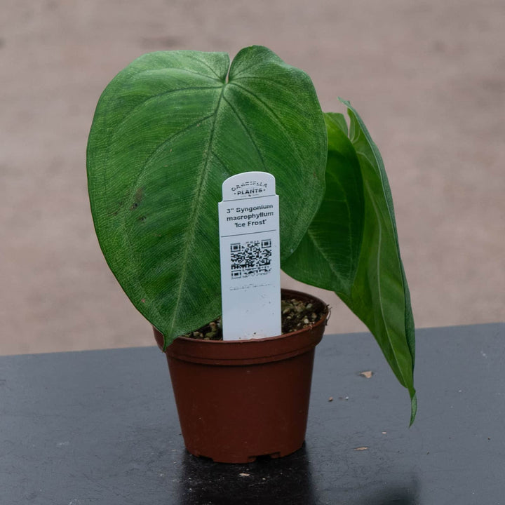 Gabriella Plants Syngonium 3” Syngonium macrophyllum 'Ice Frost'