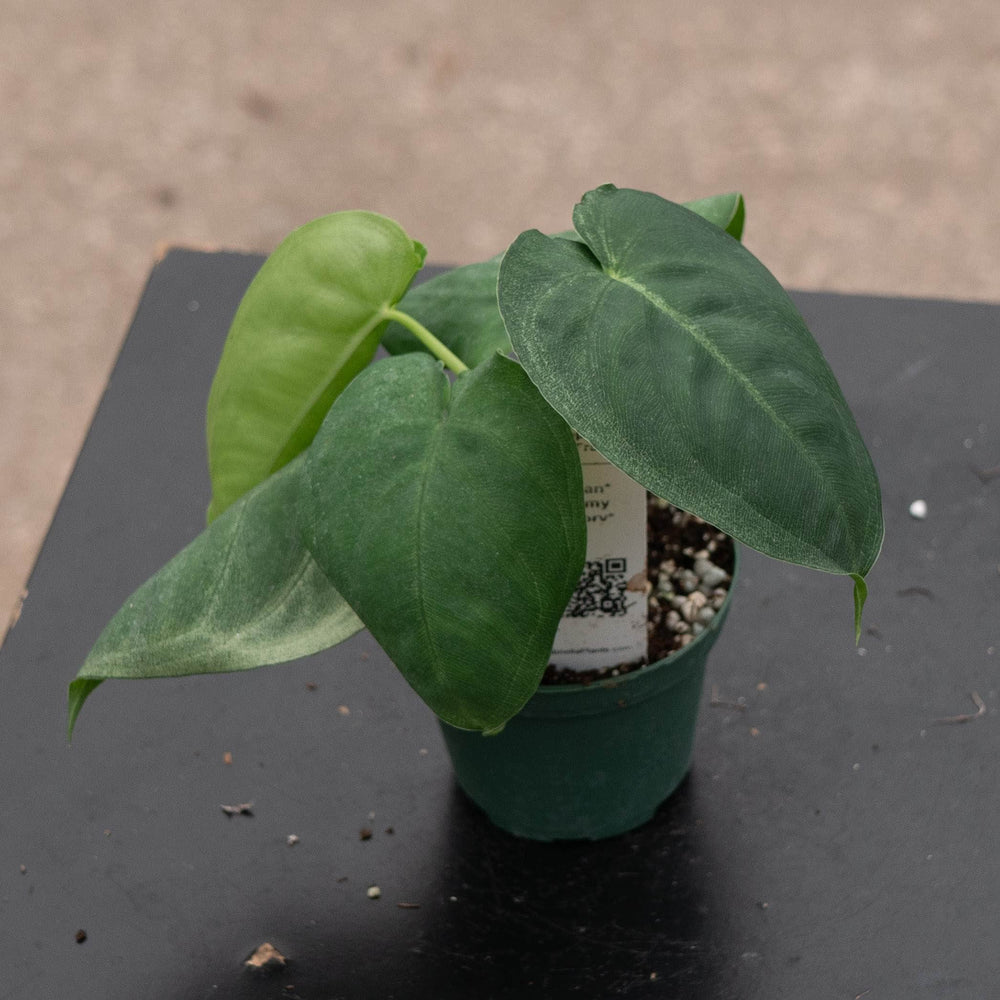 Gabriella Plants Syngonium 3" Syngonium macrophyllum 'Ice Frost'