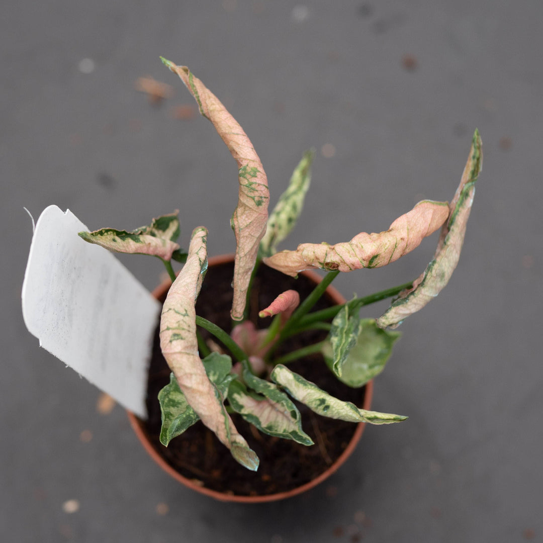 Gabriella Plants Syngonium 2" Syngonium &