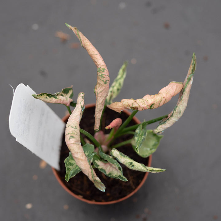 Gabriella Plants Syngonium 2" Syngonium &