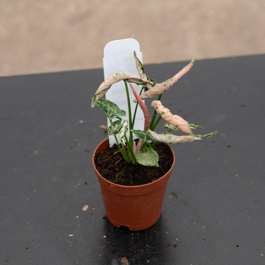 Gabriella Plants Syngonium 2" Syngonium &