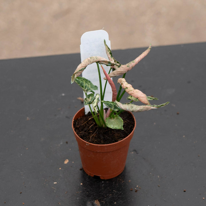 Gabriella Plants Syngonium 2" Syngonium &