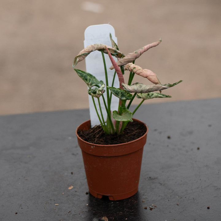 Gabriella Plants Syngonium 2" Syngonium &