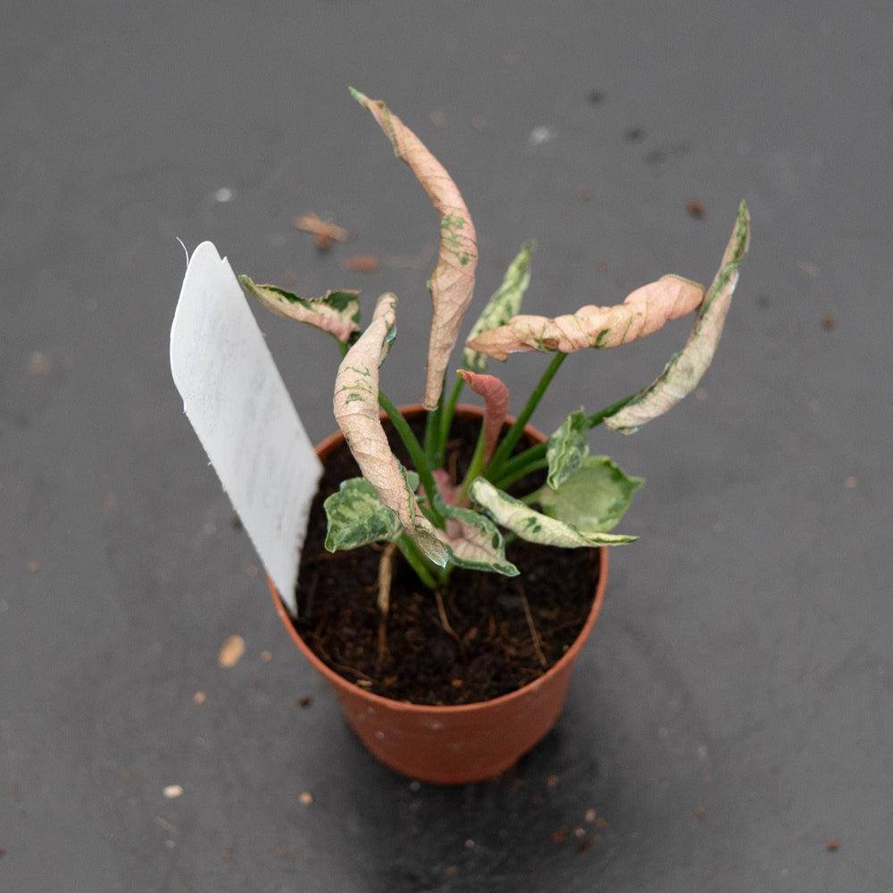 Gabriella Plants Syngonium 2" Syngonium 'Pink Godzilla'