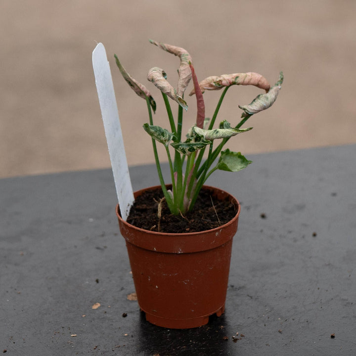 Gabriella Plants Syngonium 2" Syngonium &