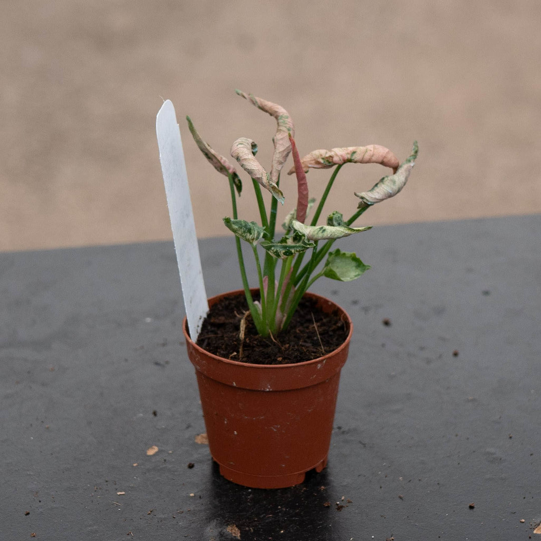 Gabriella Plants Syngonium 2" Syngonium &