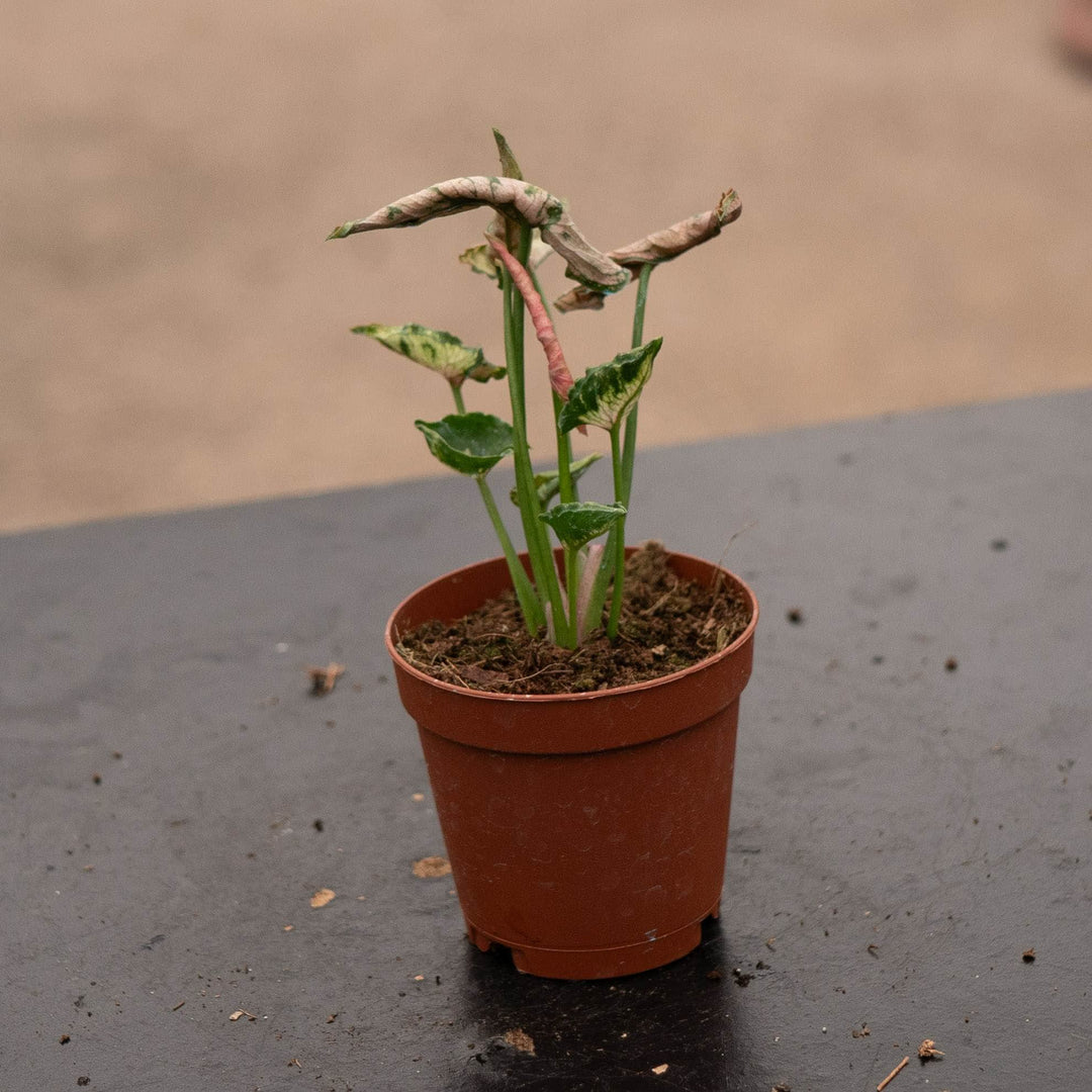 Gabriella Plants Syngonium 2" Syngonium &