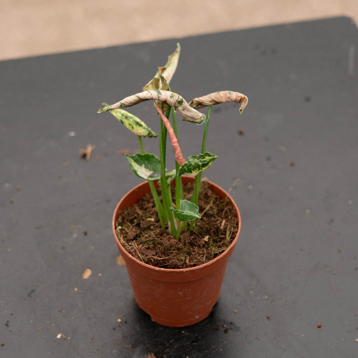 Gabriella Plants Syngonium 2" Syngonium &