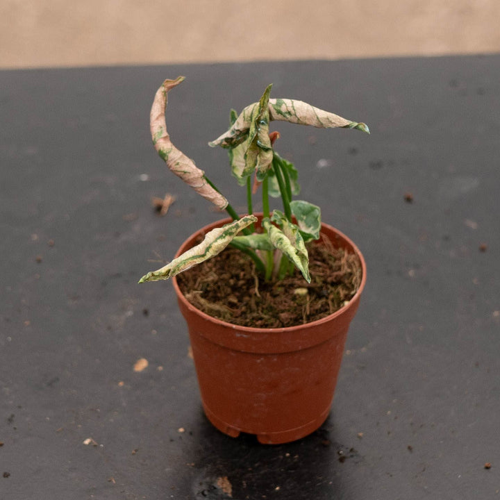 Gabriella Plants Syngonium 2" Syngonium &
