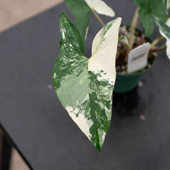 Gabriella Plants Syngonium Syngonium podophyllum albo variegata