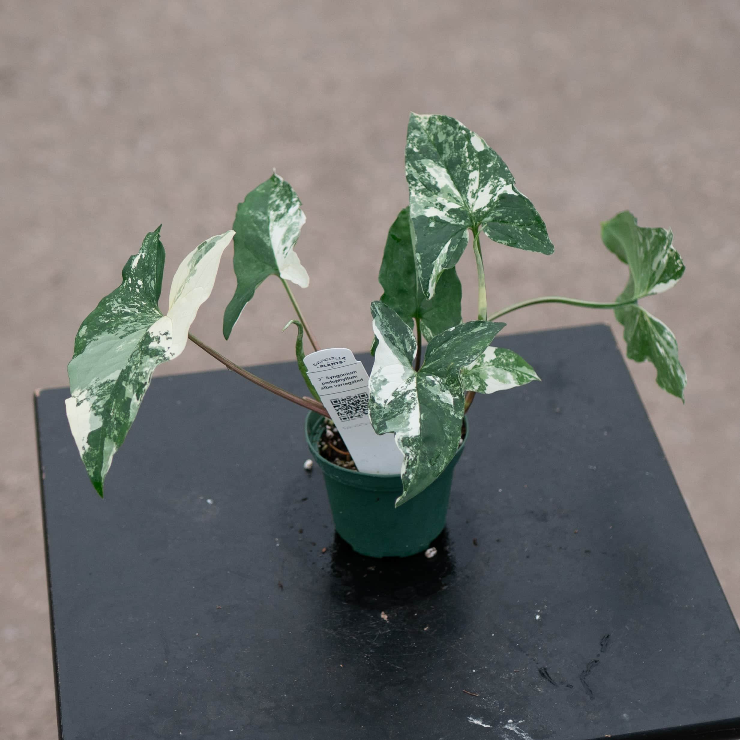 Syngonium podophyllum albo variegata
