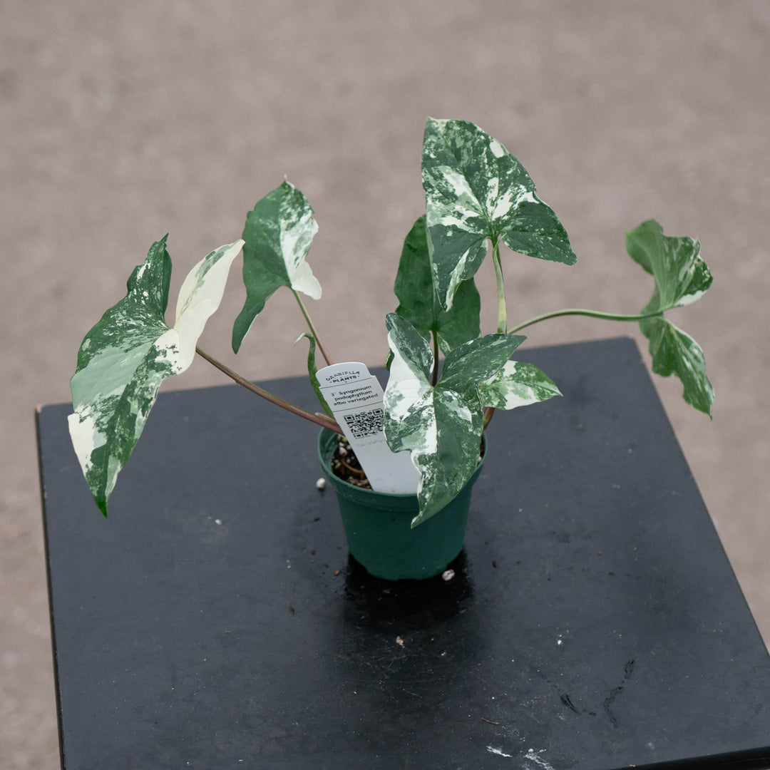 Gabriella Plants Syngonium 3" Syngonium podophyllum albo variegata