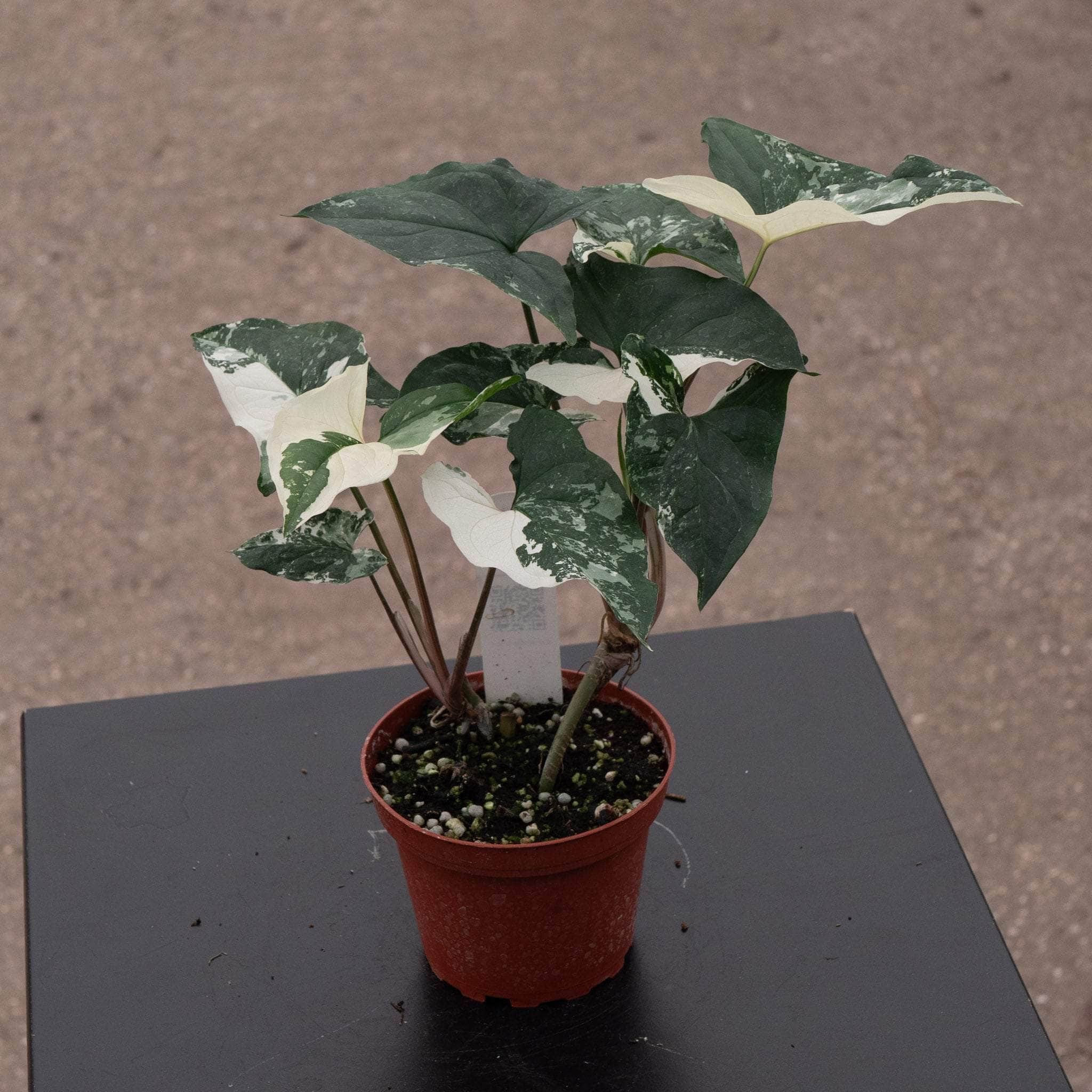 Syngonium podophyllum albo variegata