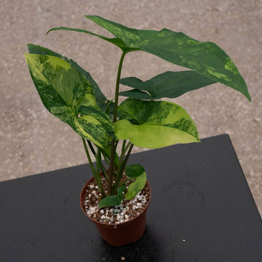 Syngonium podophyllum aurea variegata