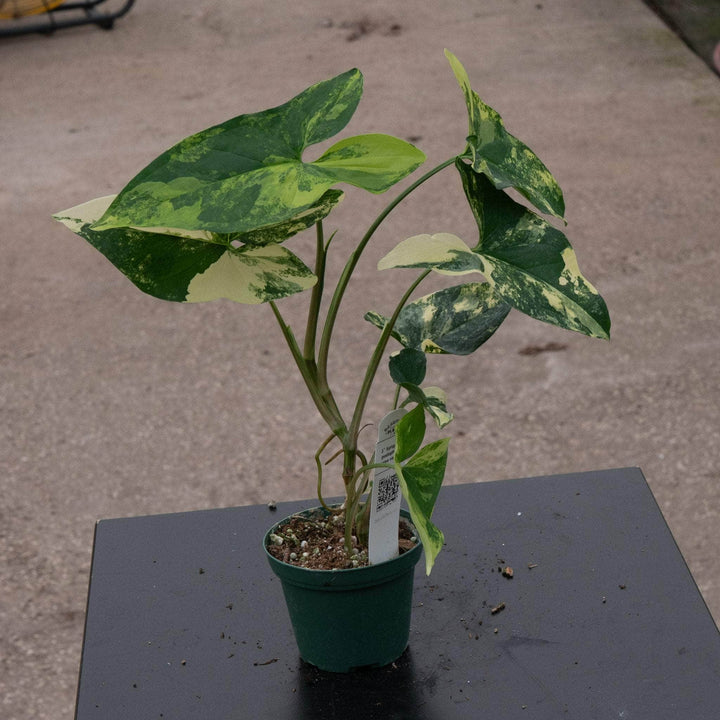 Gabriella Plants Syngonium Syngonium podophyllum aurea variegata