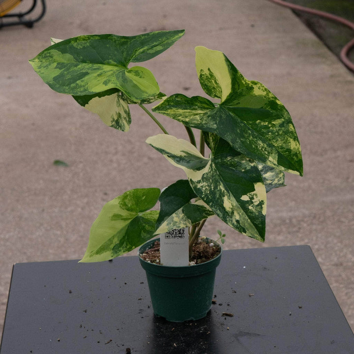 Gabriella Plants Syngonium Syngonium podophyllum aurea variegata