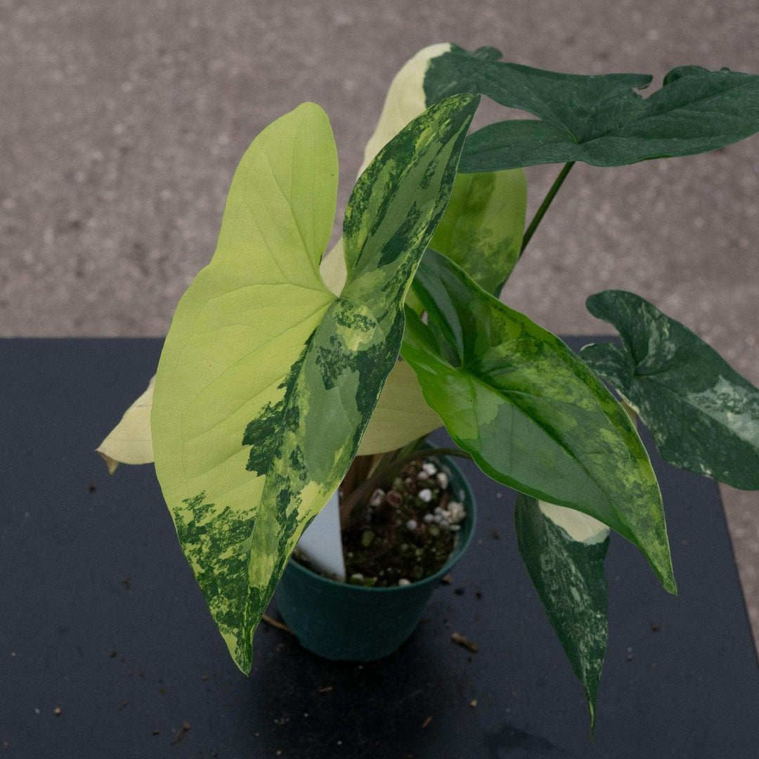 Gabriella Plants Syngonium Syngonium podophyllum aurea variegata