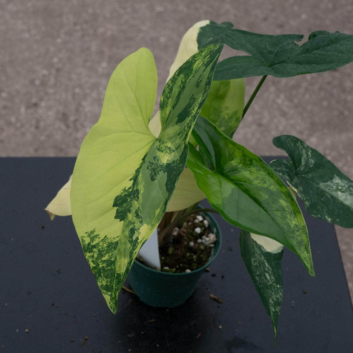 Gabriella Plants Syngonium Syngonium podophyllum aurea variegata