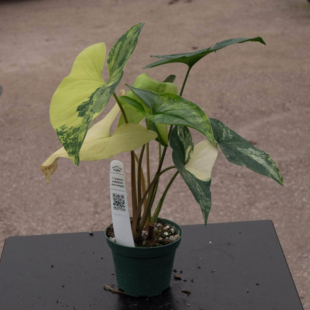 Gabriella Plants Syngonium 3" Syngonium podophyllum aurea variegata