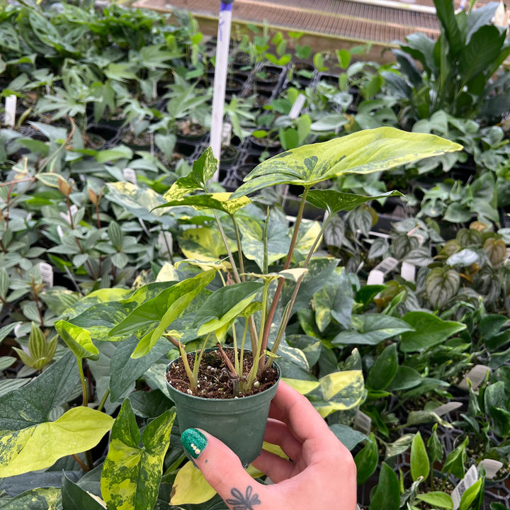 Gabriella Plants Syngonium Syngonium podophyllum aurea variegata