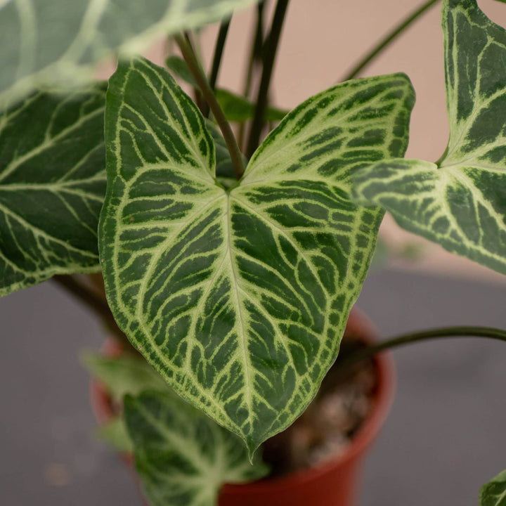 Gabriella Plants Syngonium Syngonium podophyllum 'Batik'
