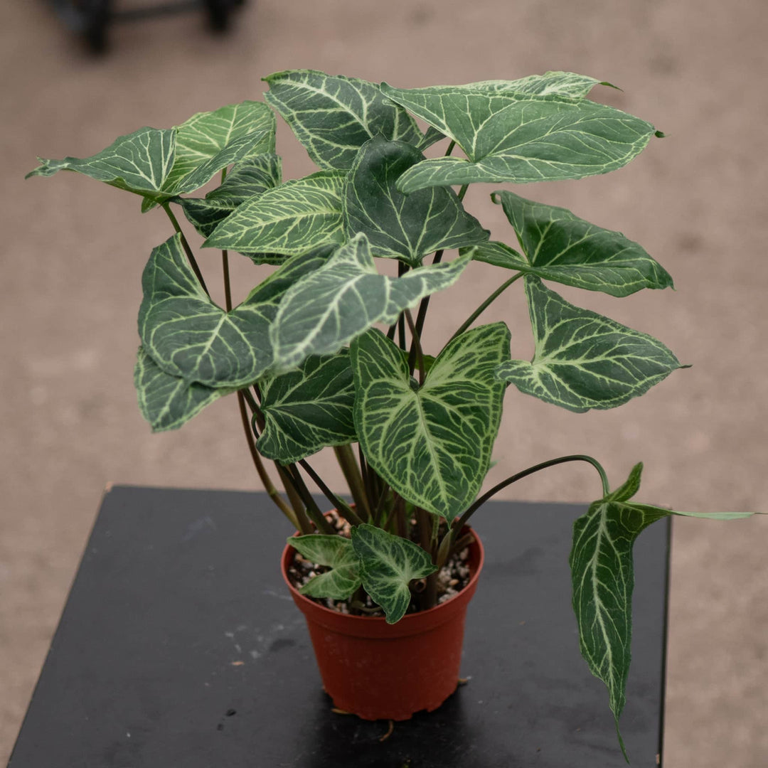 Gabriella Plants Syngonium Syngonium podophyllum 'Batik'