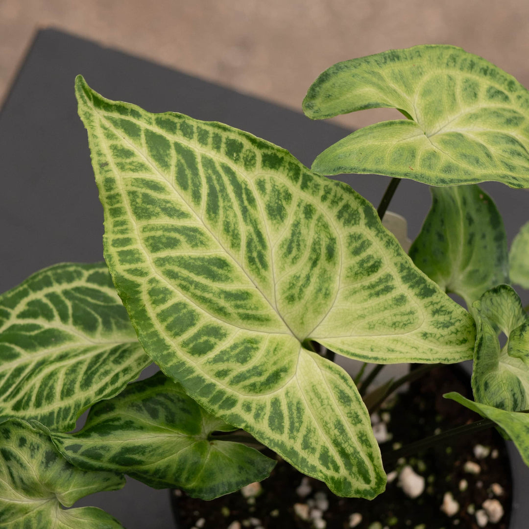 Gabriella Plants Syngonium Syngonium podophyllum 'Batik'