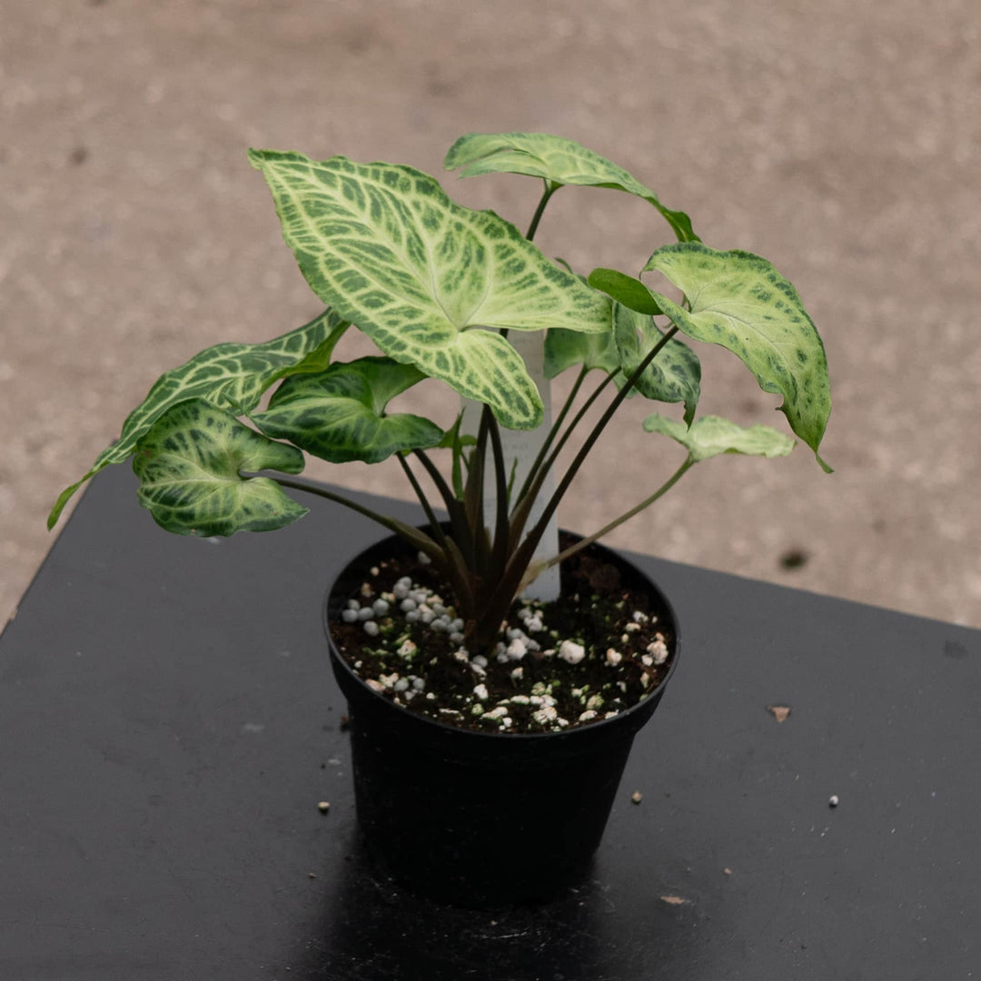 indoor syngonium plant Syngonium podophyllum 'Batik'