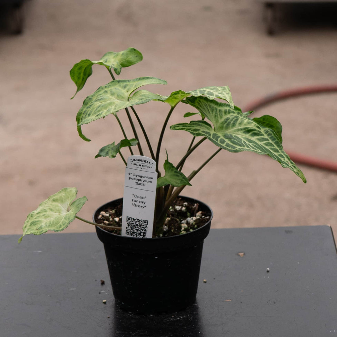 Gabriella Plants Syngonium Syngonium podophyllum 'Batik'