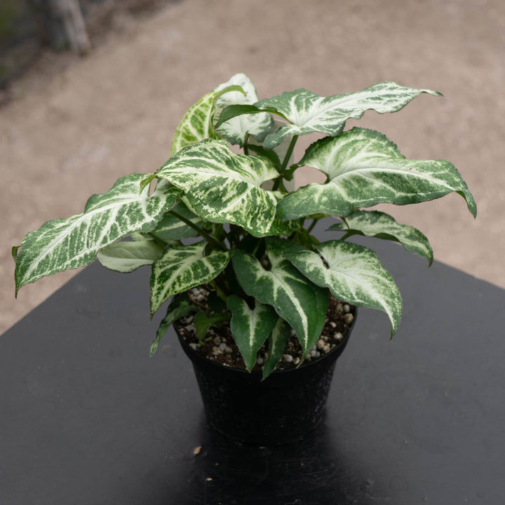 Gabriella Plants Syngonium Syngonium podophyllum 'Batik'
