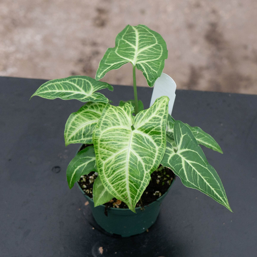 Gabriella Plants Syngonium Syngonium podophyllum &