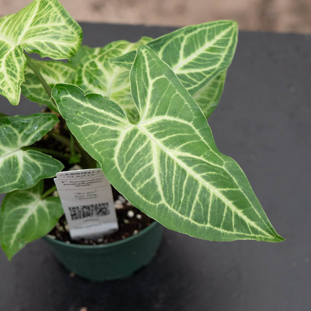 Gabriella Plants Syngonium Syngonium podophyllum &