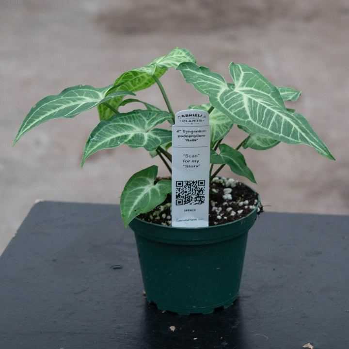 Gabriella Plants Syngonium Syngonium podophyllum &