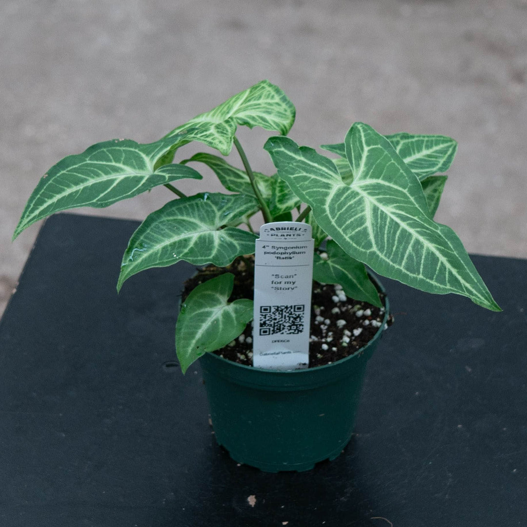 Gabriella Plants Syngonium Syngonium podophyllum &