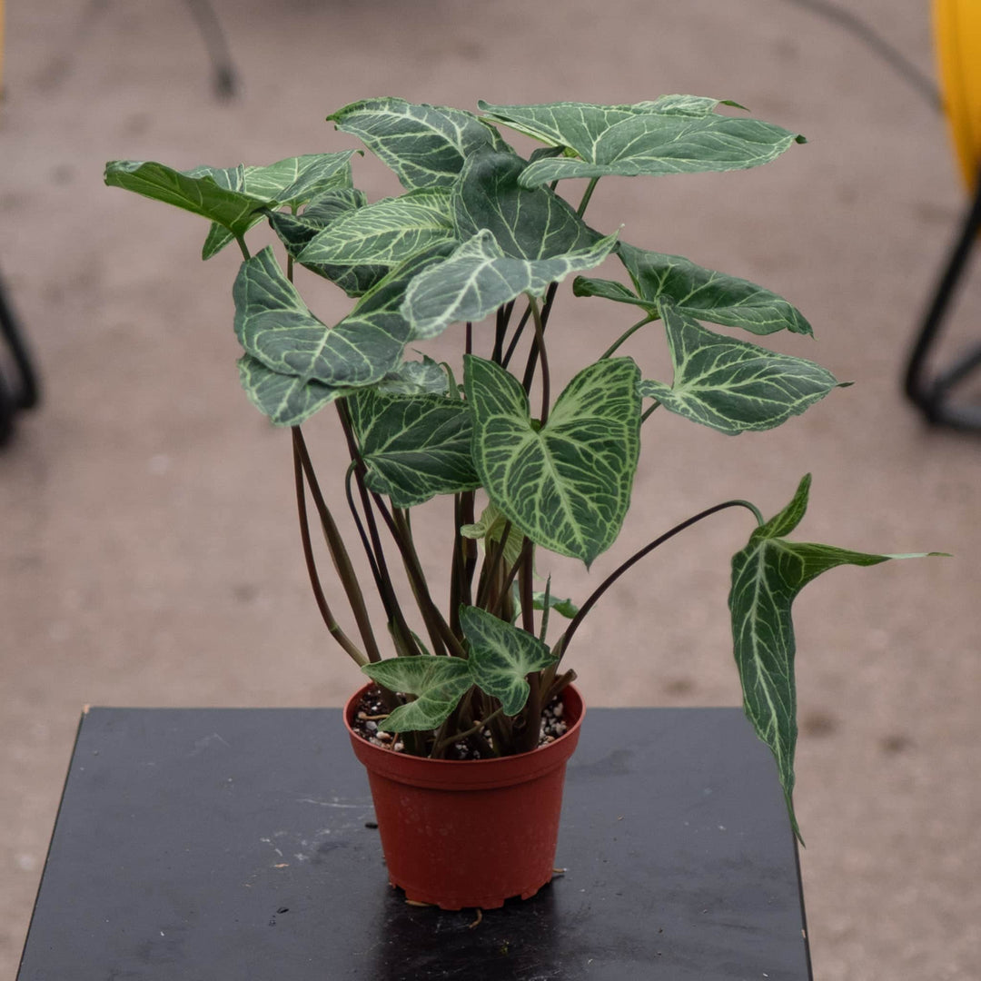 Gabriella Plants Syngonium 4" Syngonium podophyllum 'Batik'