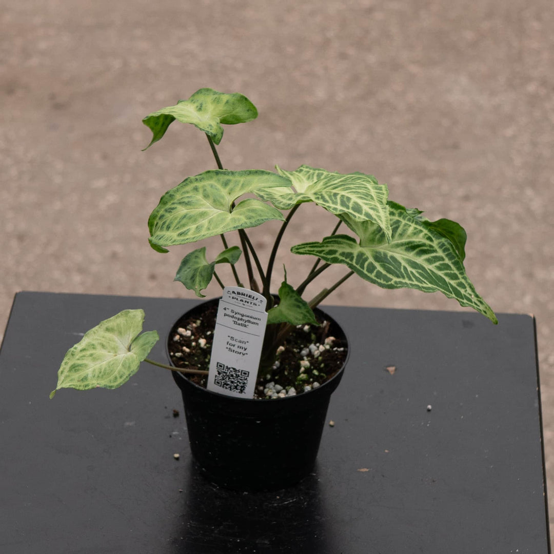Gabriella Plants Syngonium 4" Syngonium podophyllum 'Batik'