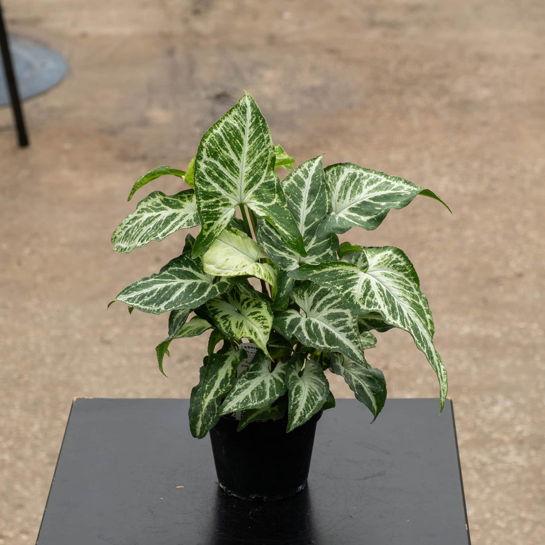 Gabriella Plants Syngonium 4" Syngonium podophyllum &
