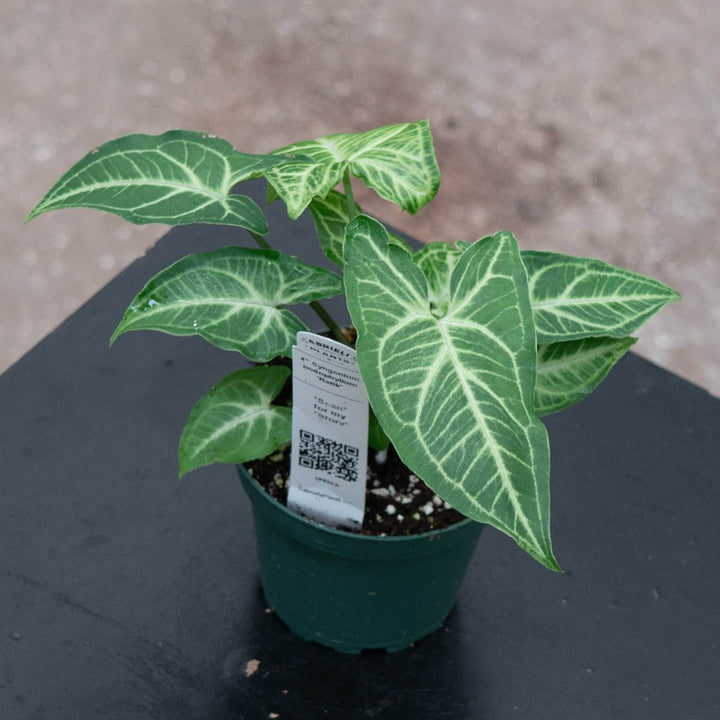 Gabriella Plants Syngonium 4" Syngonium podophyllum &
