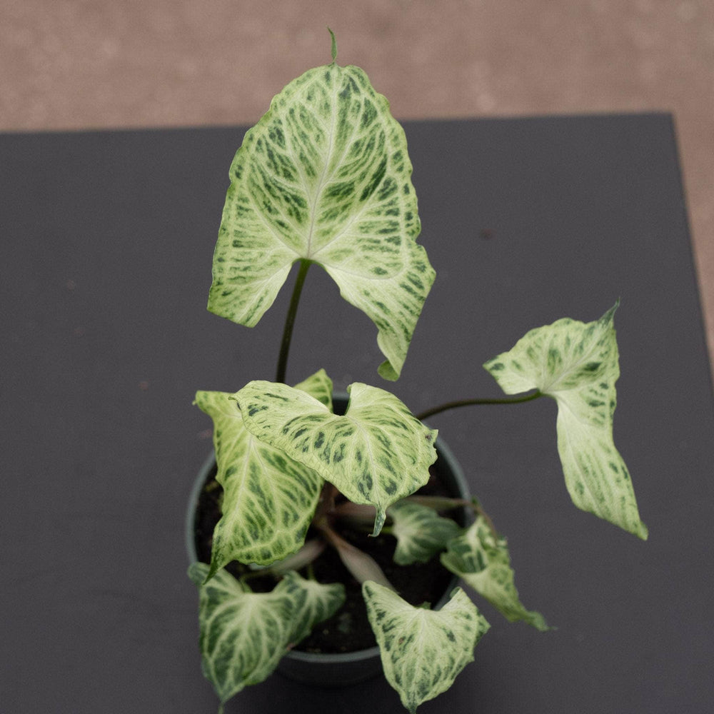 Gabriella Plants Syngonium 4" Syngonium podophyllum 'Batik'
